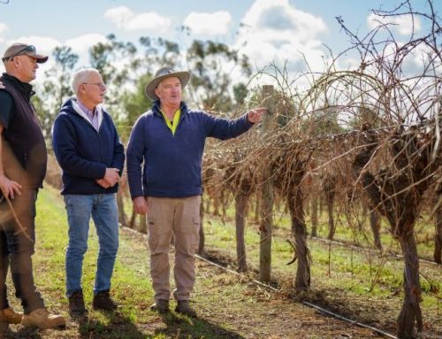 Dried grape industry leads new research